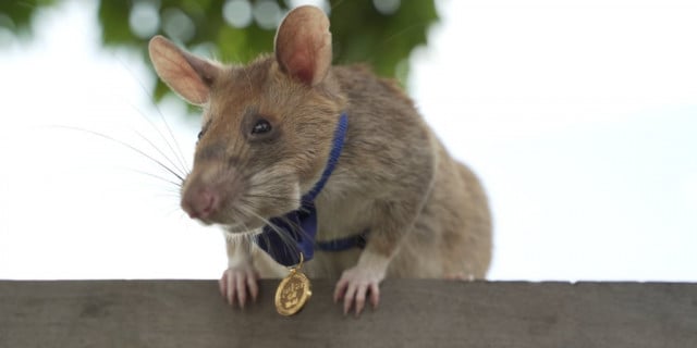 Landmine detection rat wins top UK animal bravery award