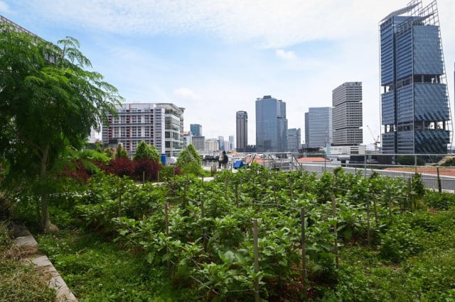 Green shoots: Rooftop farming takes off in Singapore