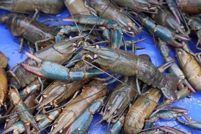 Takeo Lobster and Shrimp Catches Down due to Environmental Degradation