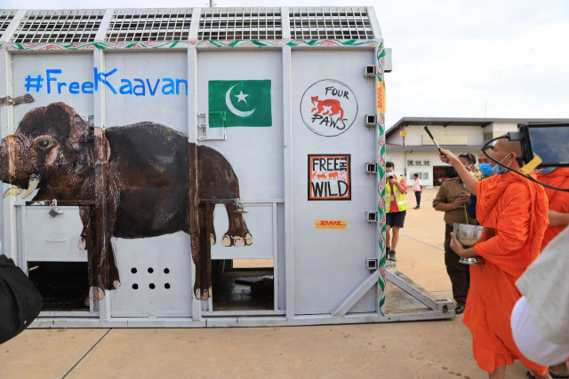 Kaavan Finally Finds a New Home in Cambodia