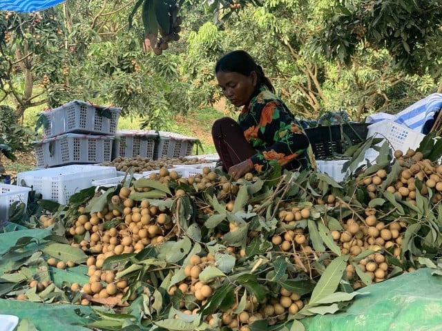 Pailin Longan Farmers Call Out Thai Importers Blocking Trade Routes