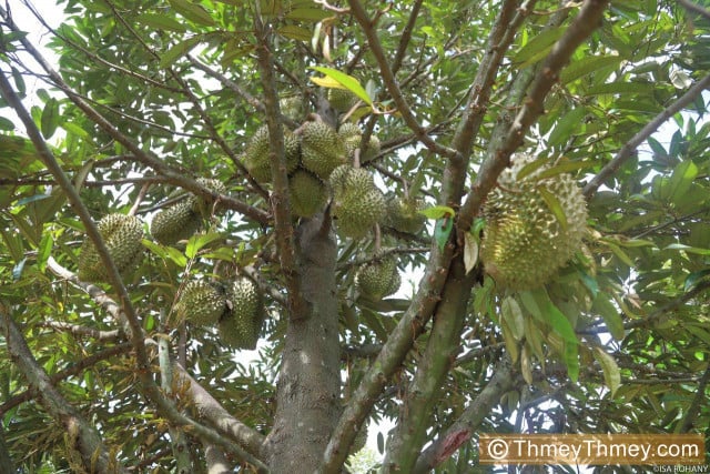 Planted by Cambodians versus Produced in Cambodia 