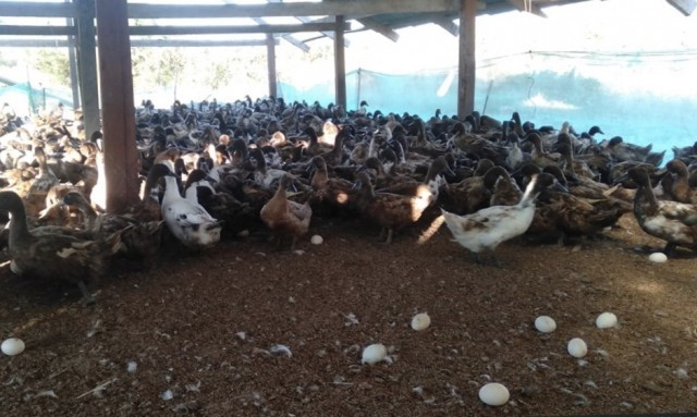 Cambodian Duck Farmers Say They’re Losing Out to Foreign Imports