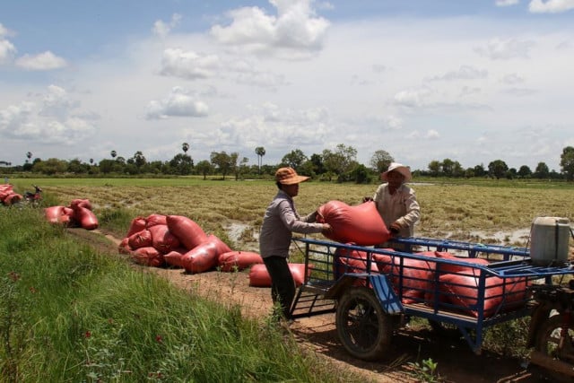 Cambodia's milled rice export to China up 16.6 pct last year: agriculture minister