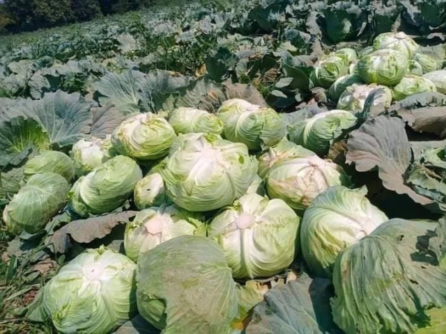 Low Market Prices for Cabbage Oblige Many Cambodian Farmers to Sell at a Loss 