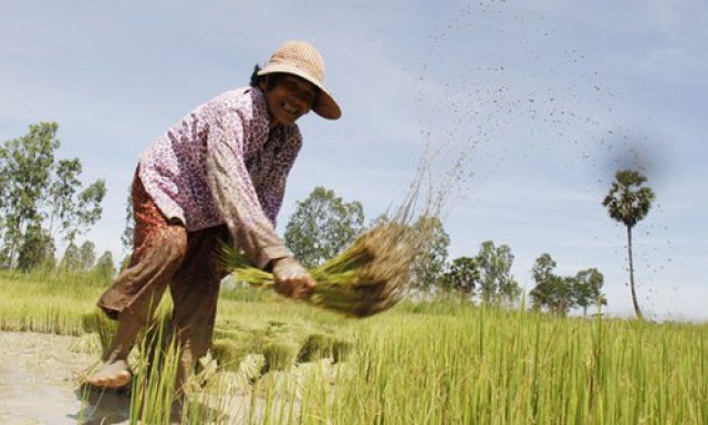 The Impact of COVID-19 on Cambodian Farmers