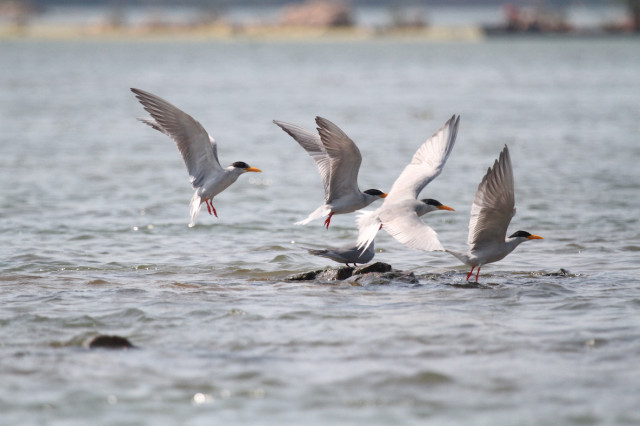 Population of river rare birds in Cambodia doubles in 5 years: conservationist group