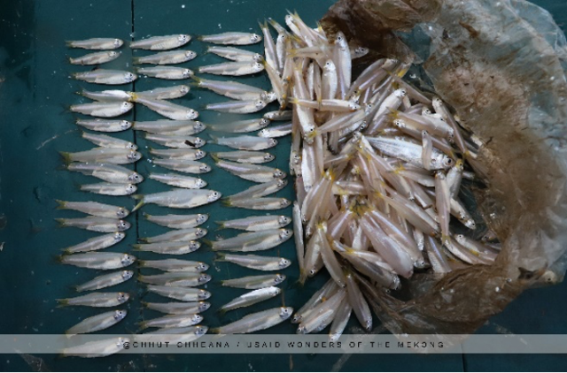 Do river sprat use plastic bags as shelter to escape from their enemies?