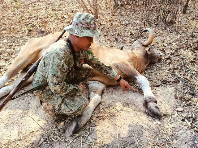 One More Rare Banteng Is Killed in a Hunter’s Trap in Cambodia