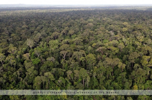 Government under Fire as Deforestation Continues Unabated in Prey Lang