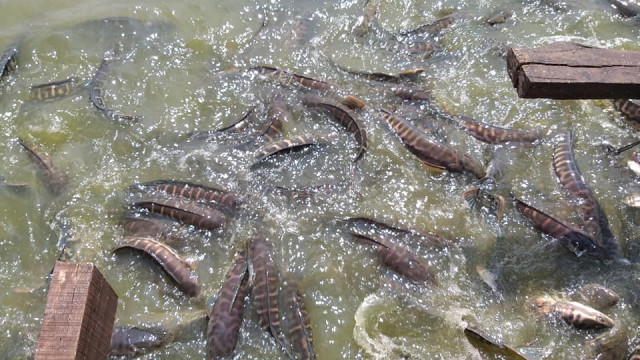 Fish Farmers Complain of Sunk Costs, Loss of Market and Government Inaction