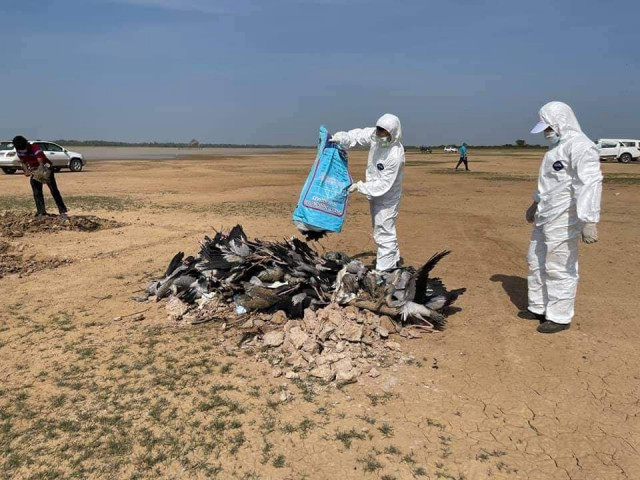Bird Flu Detected in Prey Veng Province Killing At Least 600 Wild Birds