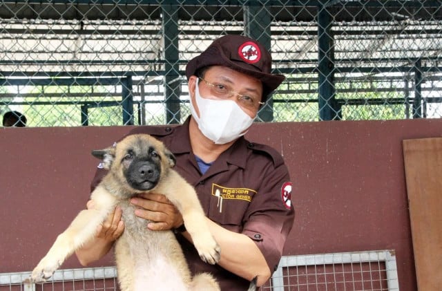 Sniffer Dogs Trained For COVID Detection