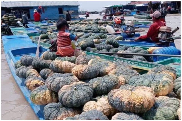 Farmers Fearful as Pumpkin Prices Plummet