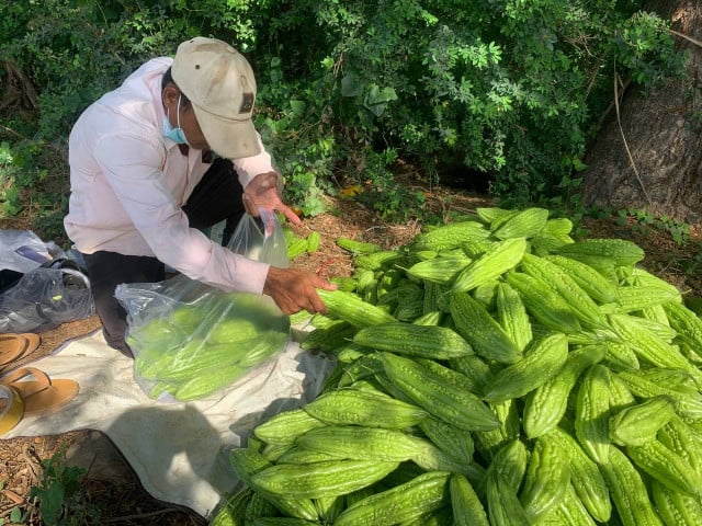 Despite Reduced Imports, Cambodian Farmers Struggle to Find a Market