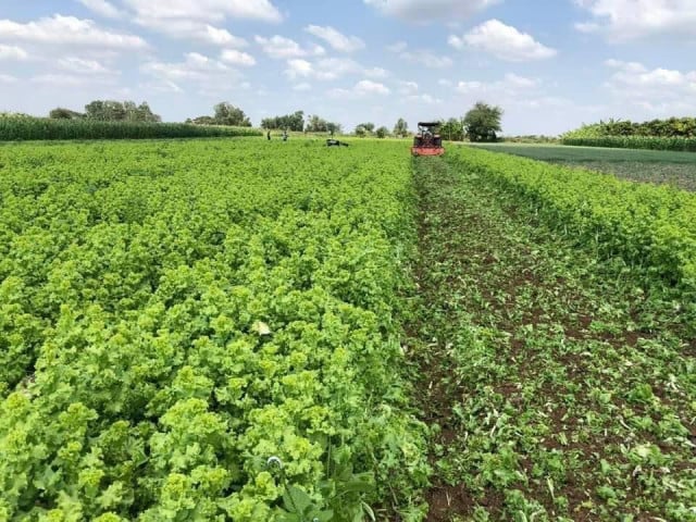 Farmer Unable to Donate Produce to Locked Down Families