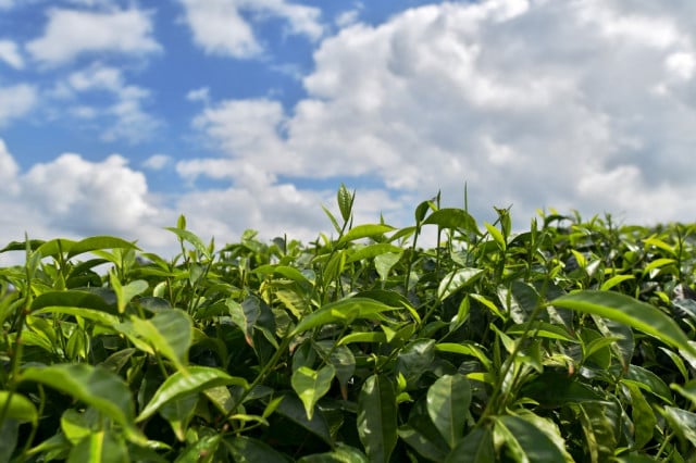 Climate to ravage Kenya's tea production