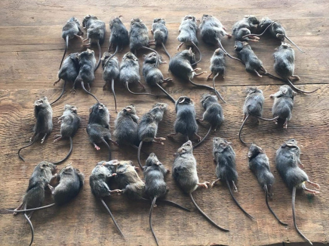 Aussie state declares war on mouse plague