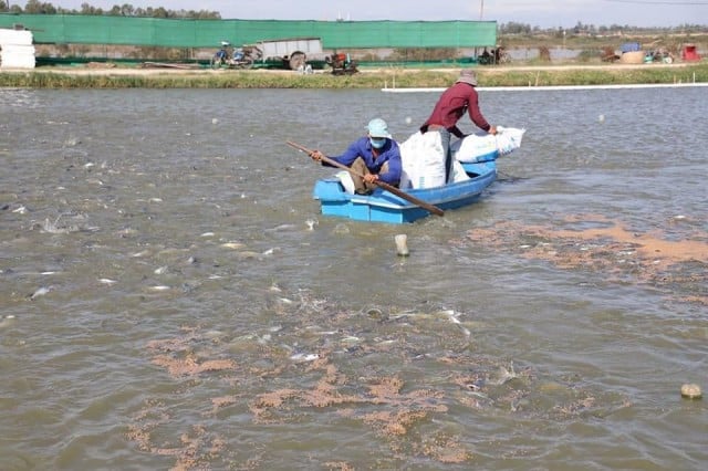  Fish Farmer Suspends Operation as Imports Dominate Market