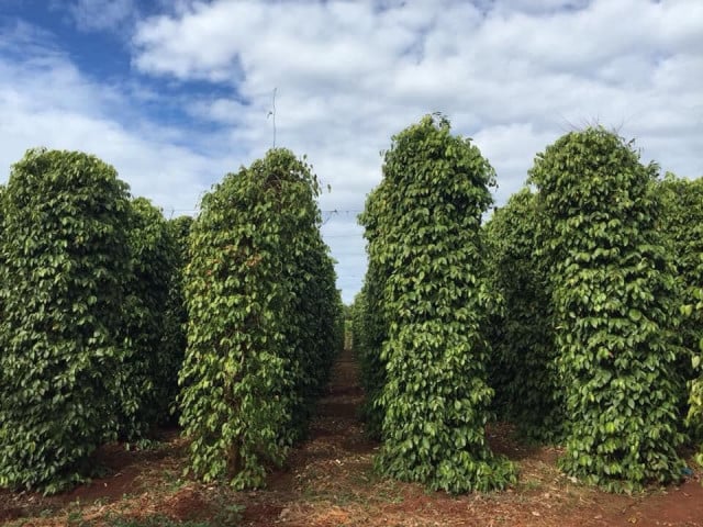 Farmers Get Relief as Pepper Prices Rise