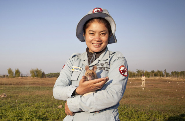 Bomb-sniffing rat retires after award-winning Cambodian career