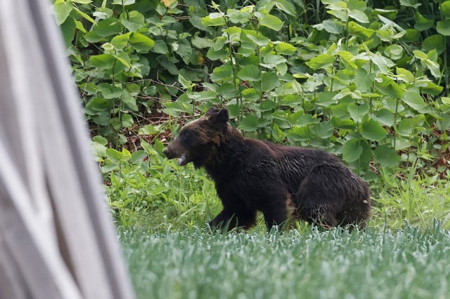 Bear shot dead after rampaging through Japanese city