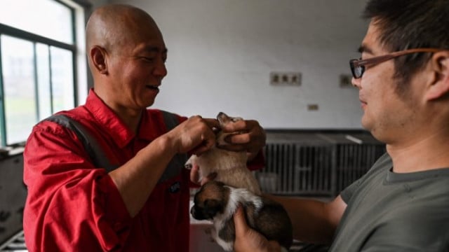 Chinese monk who saved 8,000 strays is dog's best friend