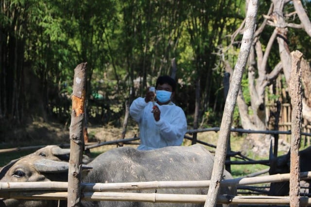 China Assists Cambodia in Cattle Vaccine Production Techniques