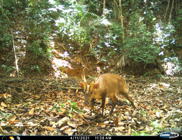 Rare Deer-Like Animal Snapped in Cambodian Forest | Cambodianess