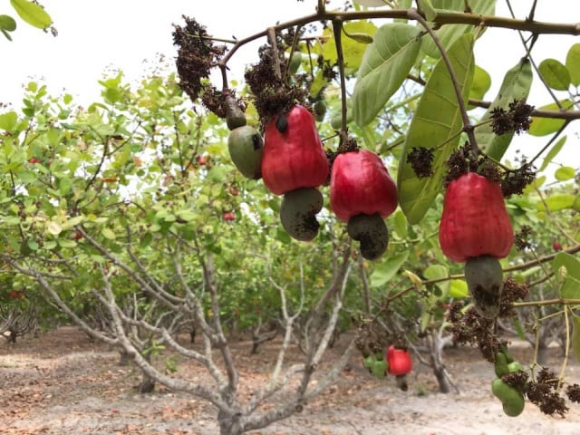 Cambodia to Approve the National Policy on Cashew Nuts by 2022