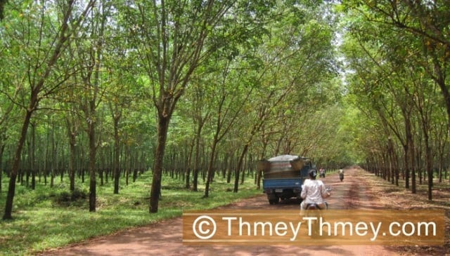 Cambodia sees rubber export up 7 pct, rice down 29 pct in H1: minister