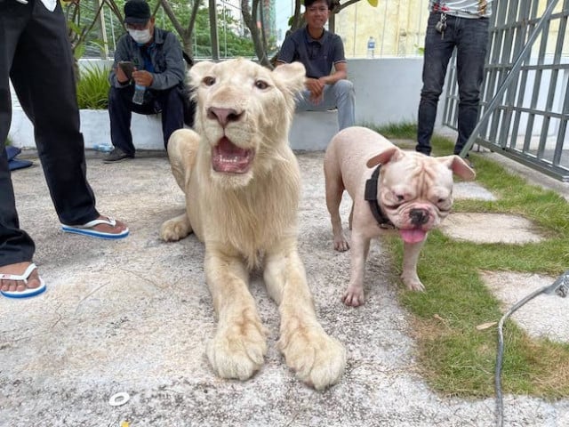 Confiscated Lion Returned to Chinese Owner Following PM Hun Sen’s Intervention