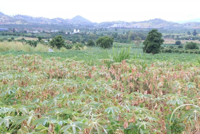 Drought Hits Farmers in Kampot and Pailin