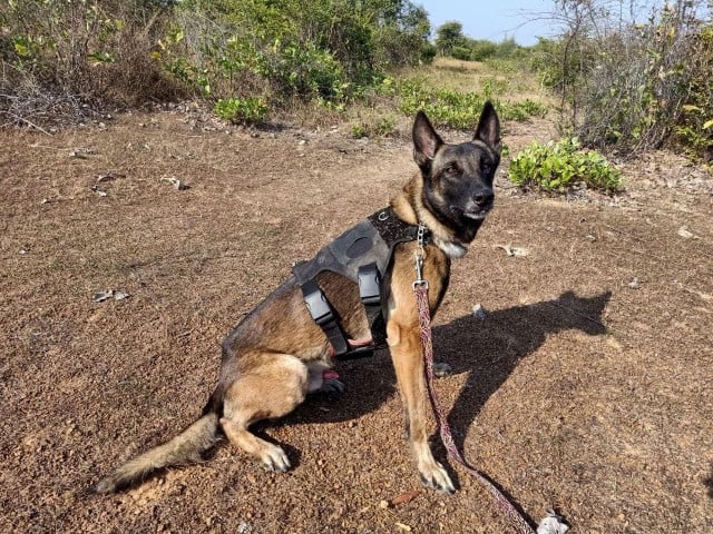 Cambodia Sells Mine Detecting Dogs to Kenya and South Sudan