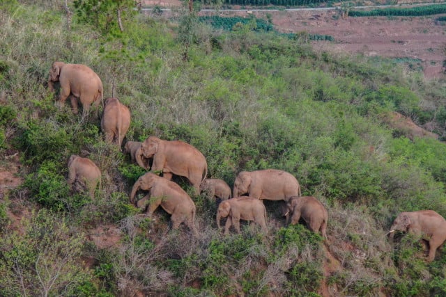 With drones and bananas, China coaxes wayward elephants home