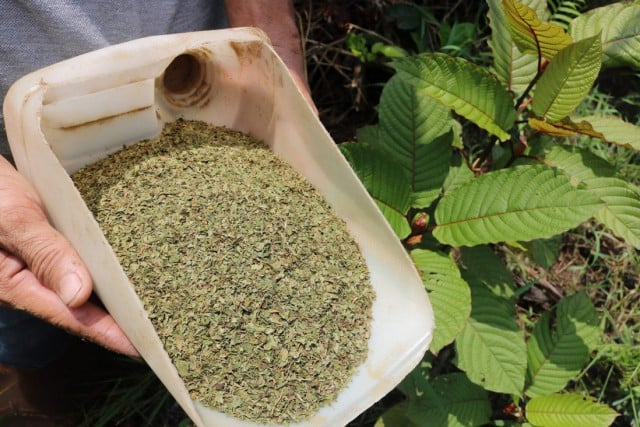 Thailand takes kratom off illegal drug list