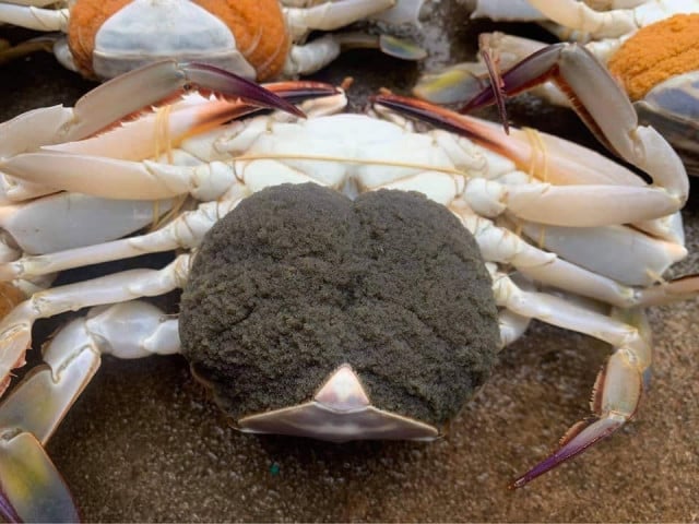 Consumers’ Fondness for Crabs Carrying Eggs May Put the Species in Jeopardy, a Fisheries Official Says