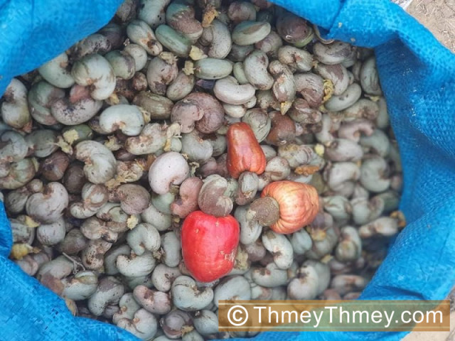 Vietnam Number 1 Market for Cambodian Cashews