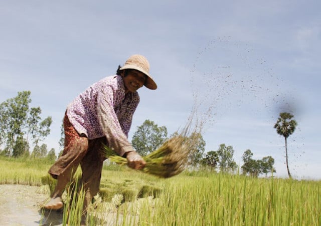 Cambodia's agricultural exports up 88 pct in first 9 months this year: minister