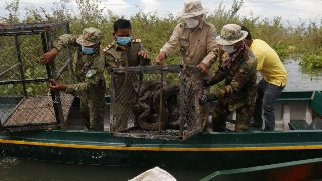 Pythons Are Released into the Wild in a Conservation Area in Pursat Province