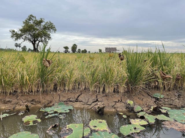 Cambodia Loses More Than $100 million due to Droughts 