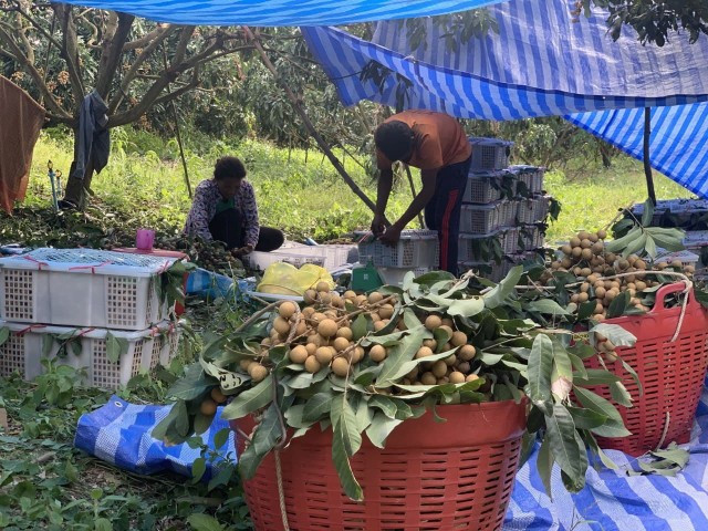 Longan Farmers Languish Despite PM’s Intervention as Chinese Market Remains Inaccessible