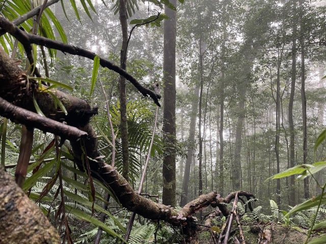 Environmentalists Launch Campaign while Cambodia’s COP26 Ambitions Remain Unclear 