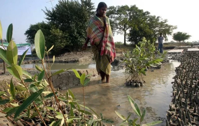 Women plant mangroves to bolster India's cyclone defences