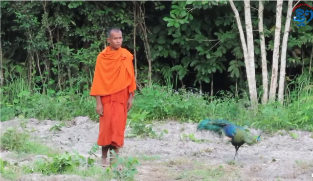 A Buddhist Monk Can Mimic Wild Animal Sounds, Making Them Trust and Approach Him