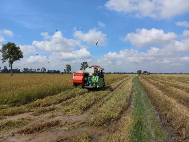 Flooded Farmers Call for Rice Price Stabilization as Businesses Fail and Debts Rise