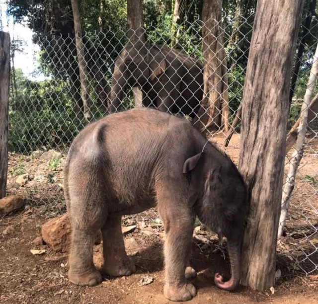 Airavata Elephant Foundation Welcomes First Domesticated Elephant Born in Decades