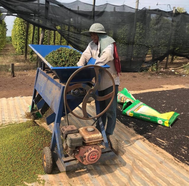 Low Prices Force Pepper Farmers to Quit