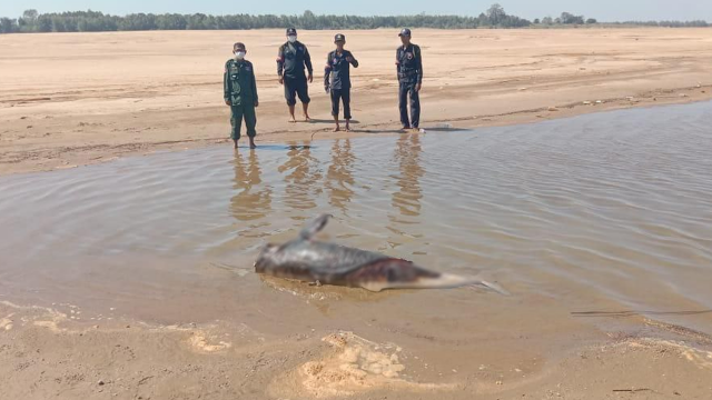 Male Irrawaddy Dolphin Found Dead in Kratie