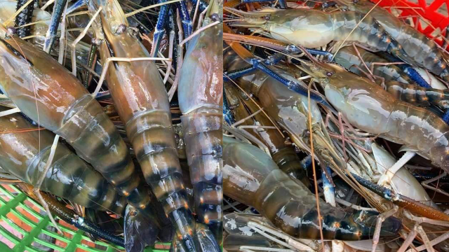 Takeo Lobsters to Receive Geographical Indication in April 2022 ...